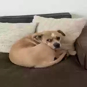 lost female dog unknown