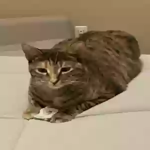 lost female cat paisley
