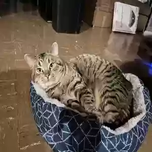 lost male cat diesel