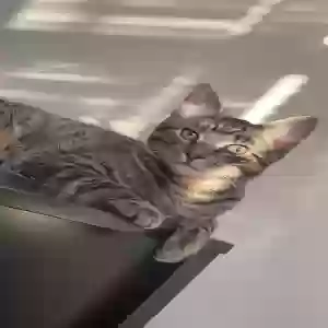 lost male cat varg