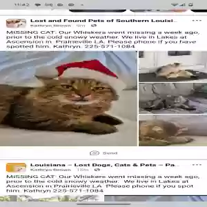 lost male cat whiskers
