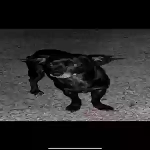 lost male dog chihuahua