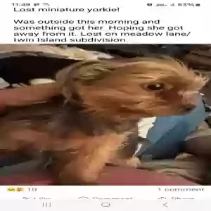 lost female dog fifi
