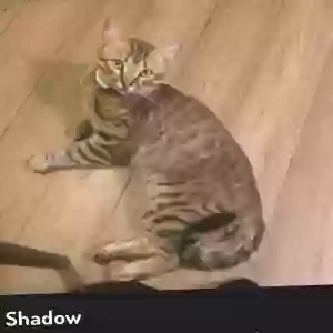 lost male cat shadow