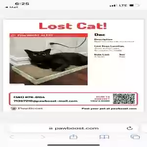 lost male cat doc