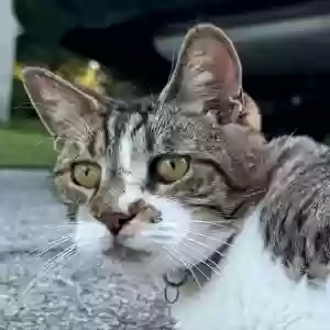 lost male cat louie