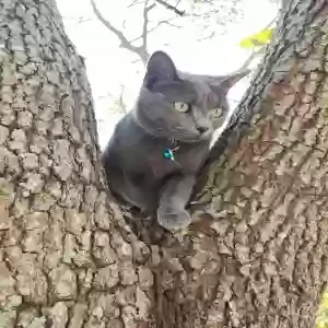 lost female cat mia
