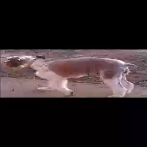 lost female dog bella and 3 puppys