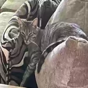 lost male cat cheebs