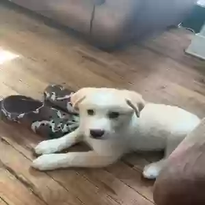 lost male dog scott