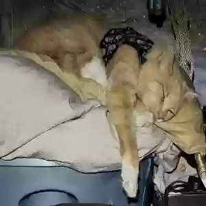 lost male cat prince
