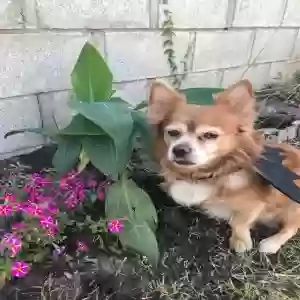lost male dog milo
