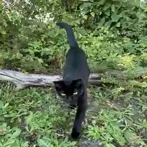 lost male cat obi