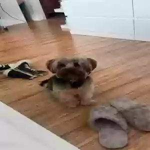 lost male dog leo