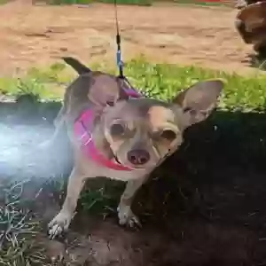 lost female dog rosie