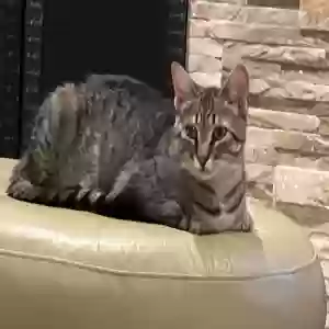 lost male cat whiskers