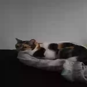 lost female cat jubilee