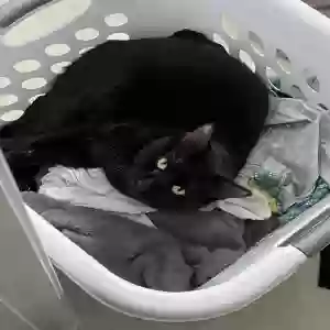 lost male cat moon