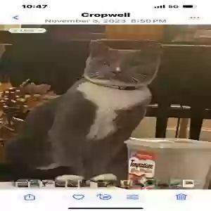 lost male cat booger