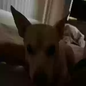 found male dog unknown