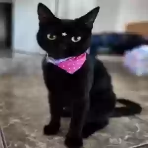 lost female cat mamba