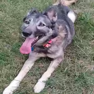 lost female dog astrid