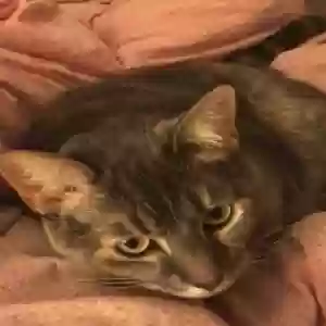 lost female cat roxy