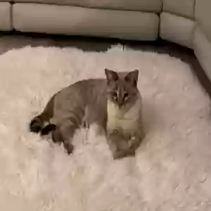 lost female cat pookie