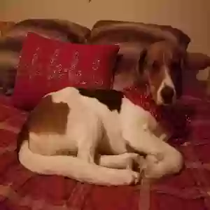 lost female dog lily