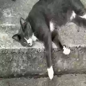 lost male cat oliver