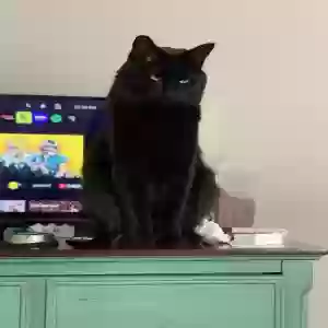 lost male cat jet