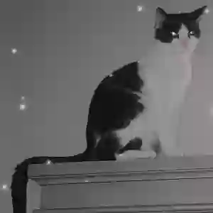 lost male cat chase