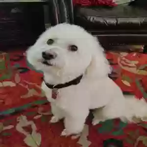 lost female dog lily