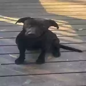 found female dog ?