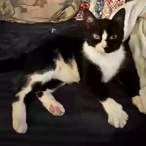 lost male cat loki