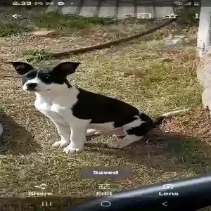 lost male dog oreo