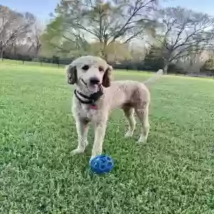 lost male dog jasper