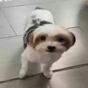 lost female dog roxy