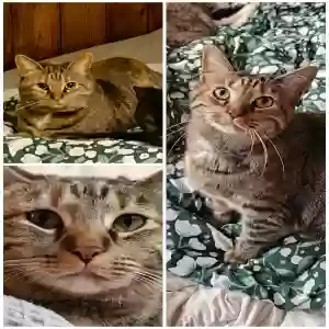 lost female cat peach