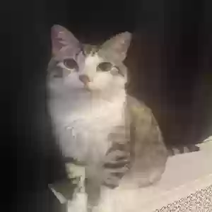 lost male cat unknown