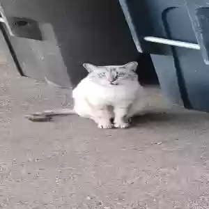 lost male cat beans