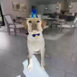 lost male dog kerry