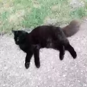 lost female cat venus
