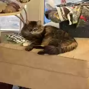 lost female cat tasha