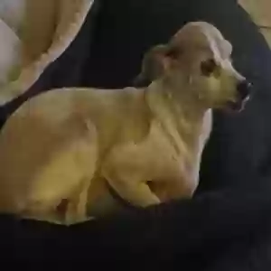 lost female dog korn