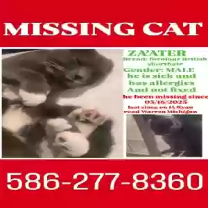 lost male cat za’ater