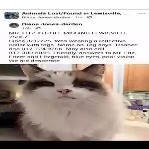 lost female cat mr fitz dasher