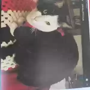 lost male cat caesar