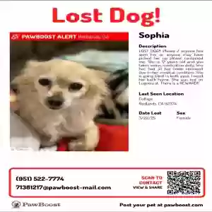 lost female dog sophia
