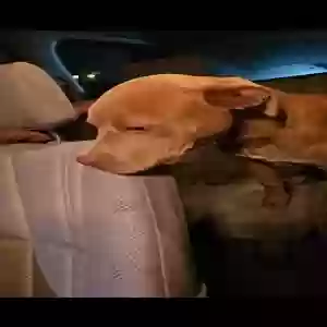 found male dog unknown